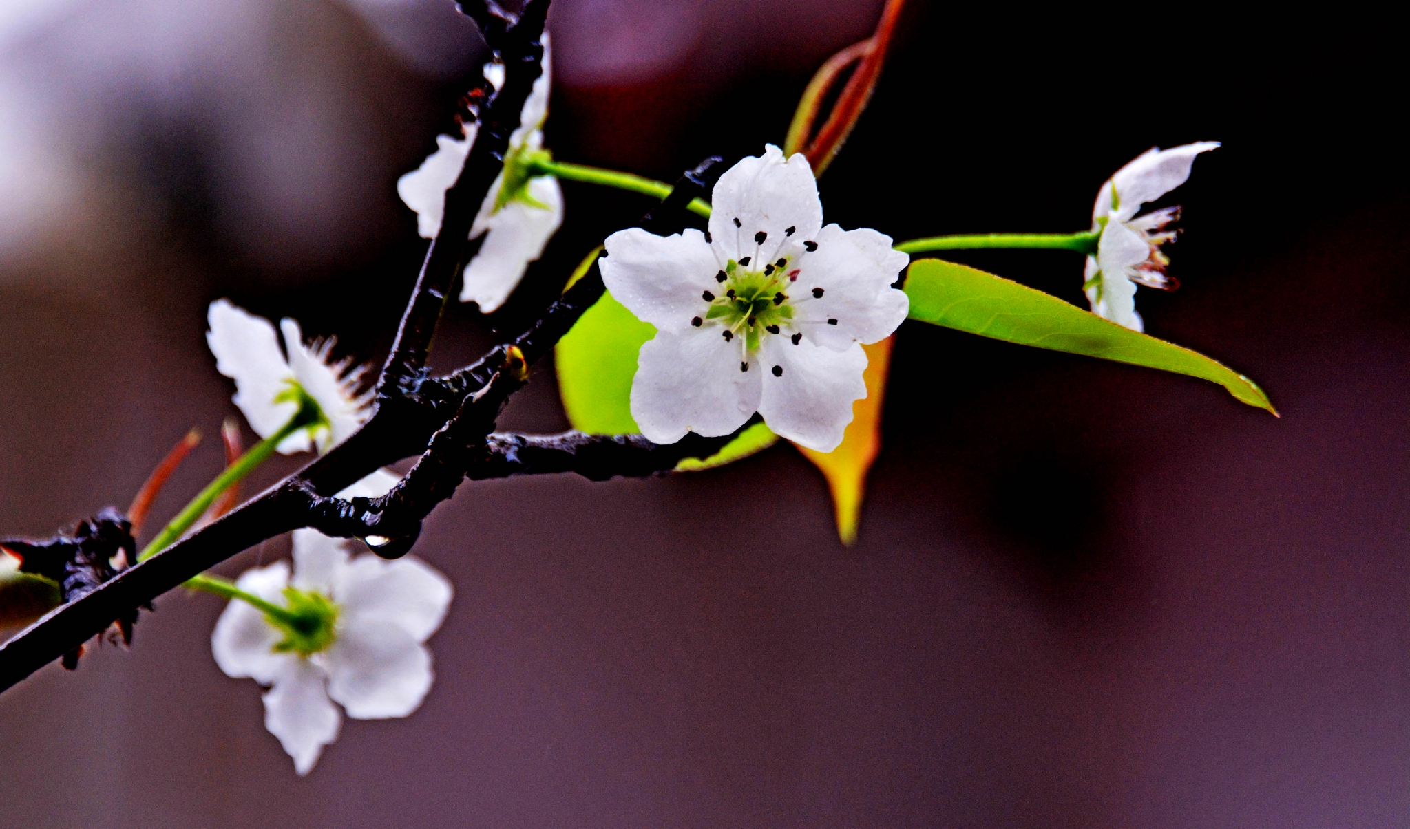 春雨绵绵梨花开