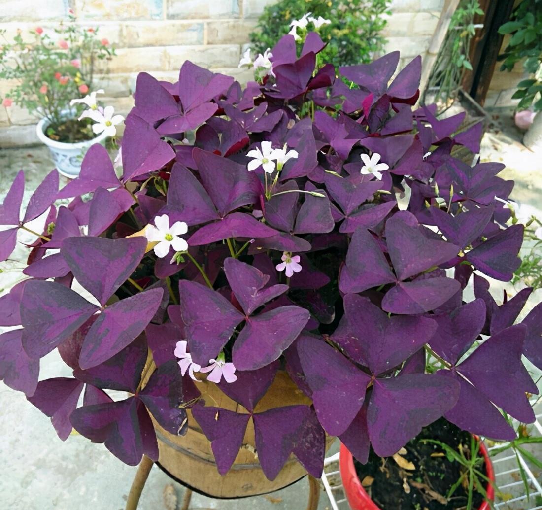 紫叶酢浆草不一般,叶子紫莹莹的像蝴蝶,养久了还会满盆开花