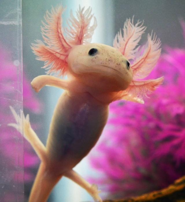 六角恐龙活活被喂成了宠物猪,上网一查,它还真的被当作食物来卖|螈