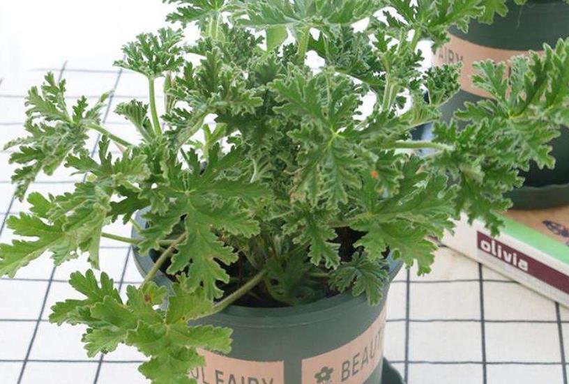 夏季一盆驱蚊草,清新漂亮,上百种蚊虫"不敢登门",不心动吗?