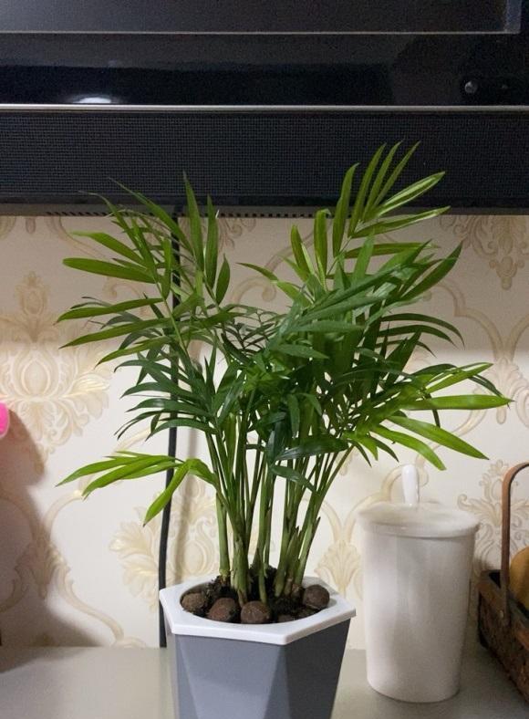 网红植物"富贵椰子",中看不中用,买回家就后悔,黄叶一大片_高清图集