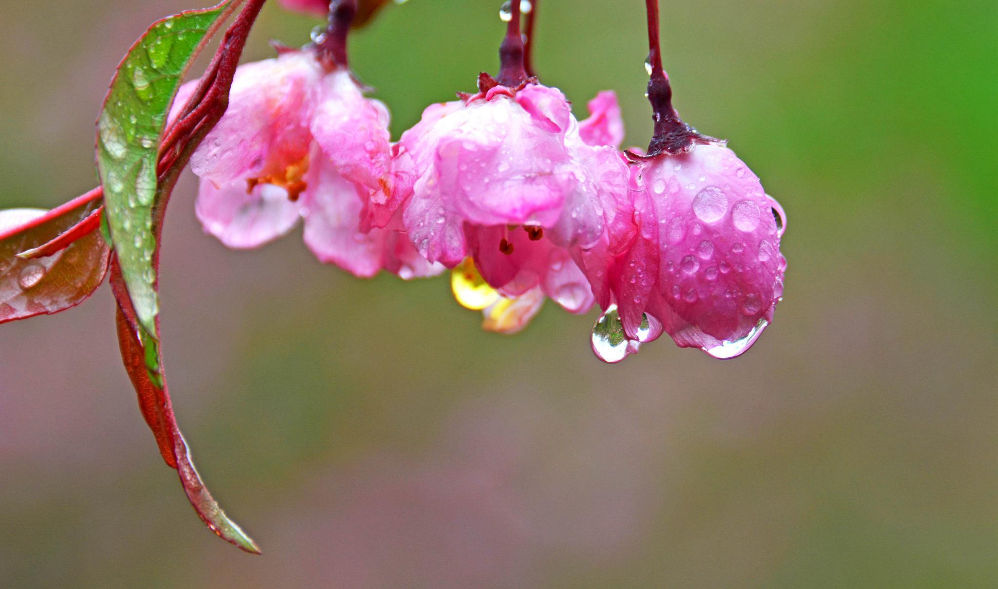 海棠花即将落幕退场春雨海棠花那一抹最后的艳丽
