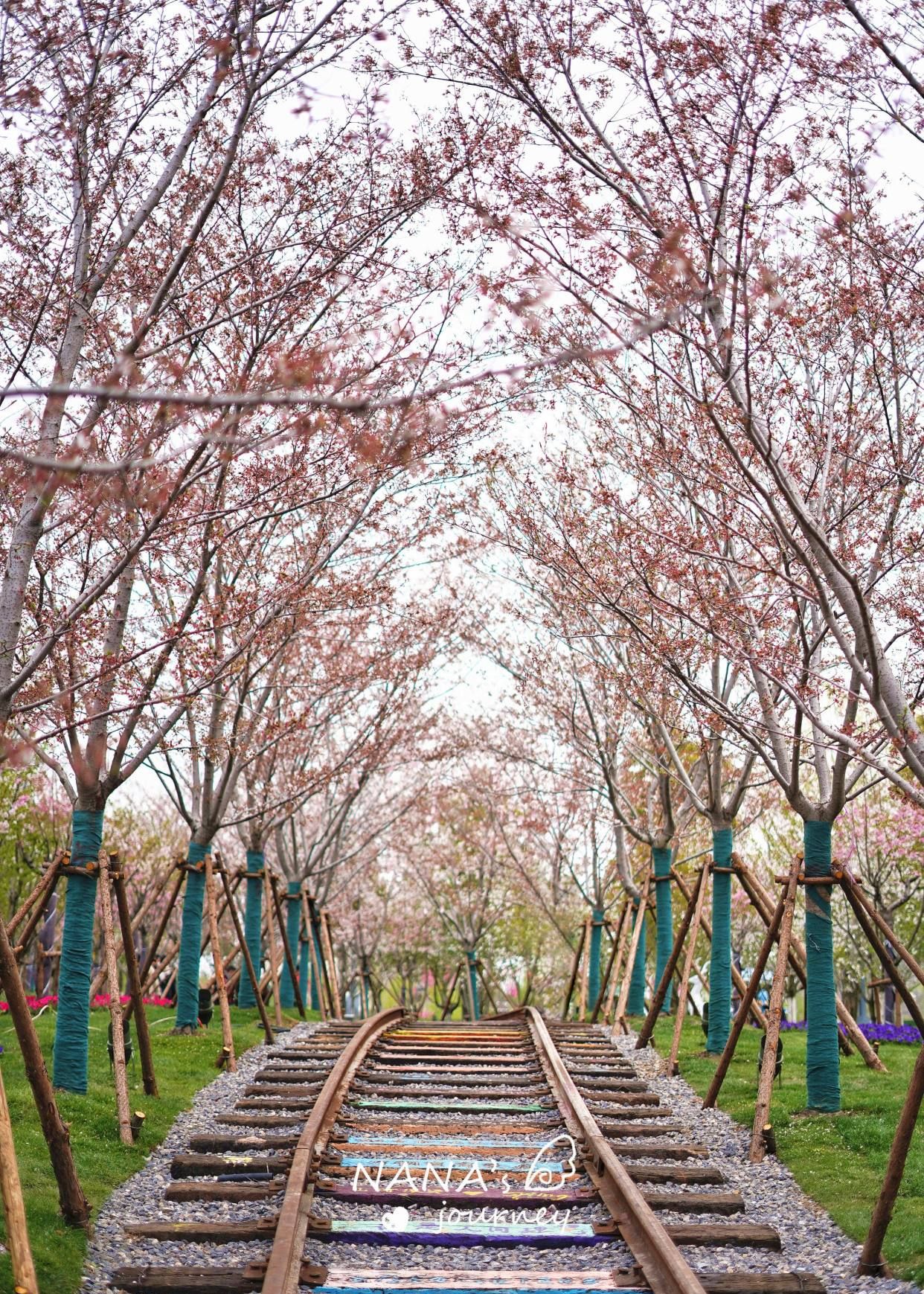 春风十里,江苏盐城大洋湾,来看一场樱花雨