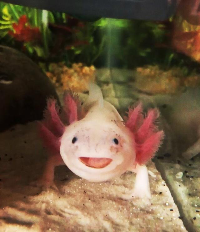 六角恐龙活活被喂成了宠物猪上网一查它还真的被当作食物来卖