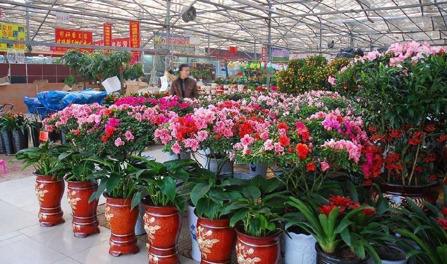 花卉市场的"猫腻",3个原因,让你的花活不过一周|花卉|盆栽|猫腻_新浪