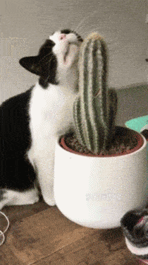 搞笑GIF:猫咪你是有多痒呀,居然用仙人球挠痒痒|仙人球|猫咪|尿床_新浪新闻