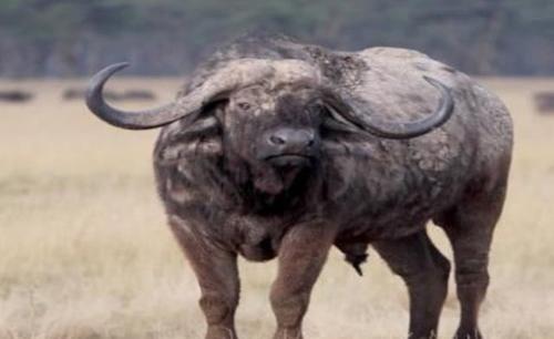非洲水牛|水牛|野牛_新浪新闻