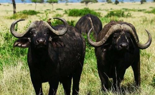 非洲水牛|水牛|野牛_新浪新闻