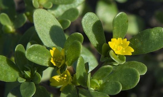 人送外号蚂蚁草一次长一大串是天然的抗生素好吃又营养