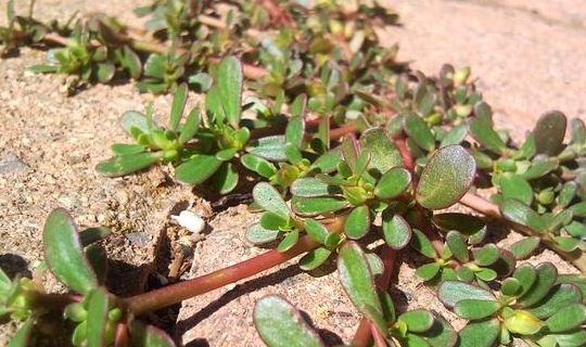 人送外号蚂蚁草一次长一大串是天然的抗生素好吃又营养