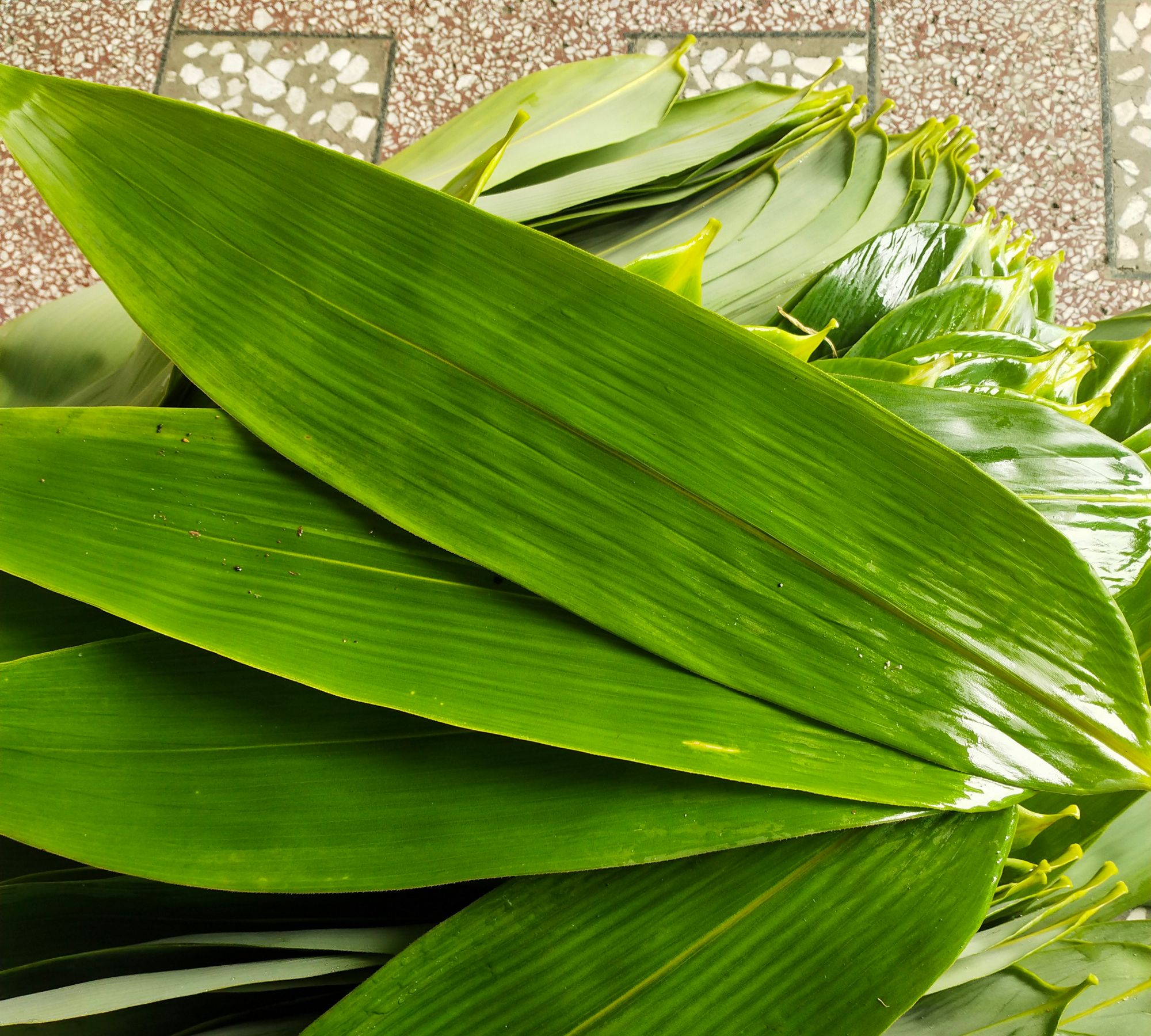 我出粽叶,你出糯米,有不起包粽子的么_高清图集_新浪网