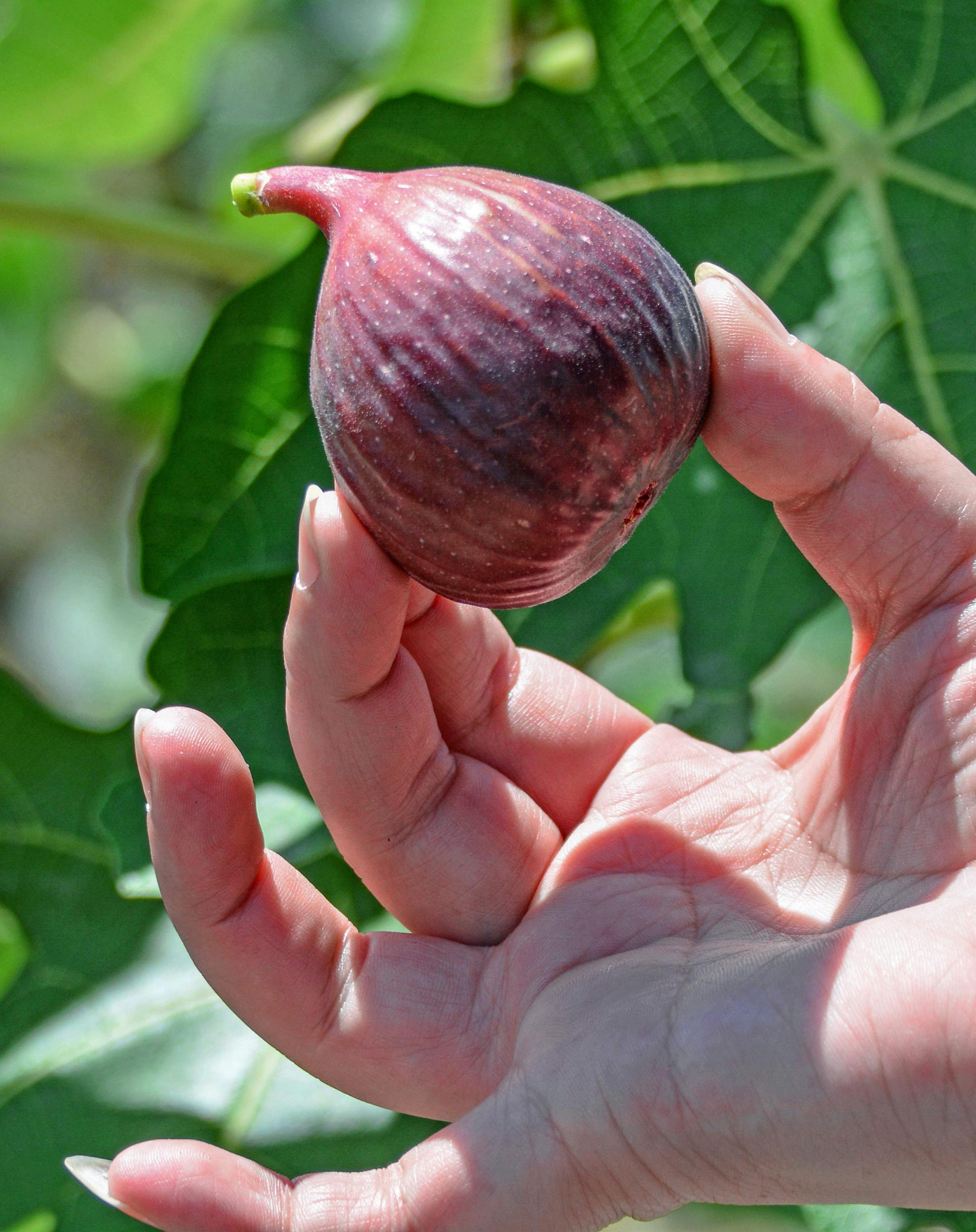 五芝源的无花果食疗的美味水果全面成熟开采江苏无锡斗山