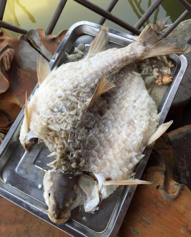 忘不了鱼图片 新浪网