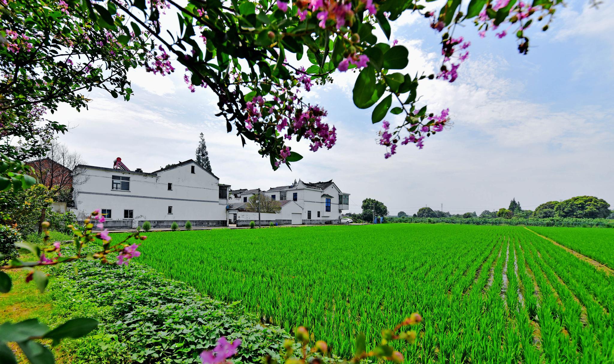 多彩夏日乡村美,2020年07月12日,梅雨间隙,无锡锡山区锡北镇.