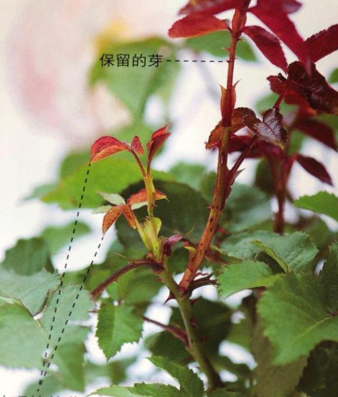 月季盲芽怎么办?木木教你来处理