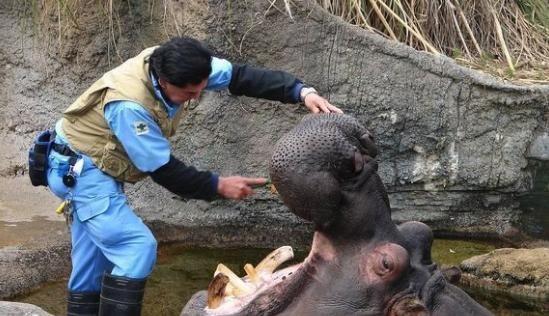 哪种动物可以一口吞掉人类寻找世上嘴巴最大的动物|嘴巴|河马|抹香鲸