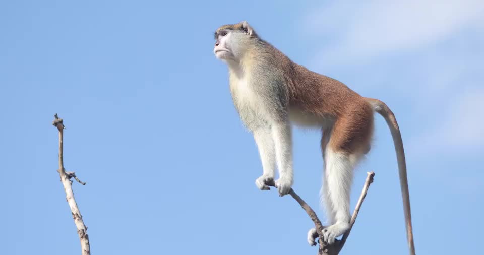 赤猴是灵长目中速度最快的一种,奔跑速度可达50公里小时