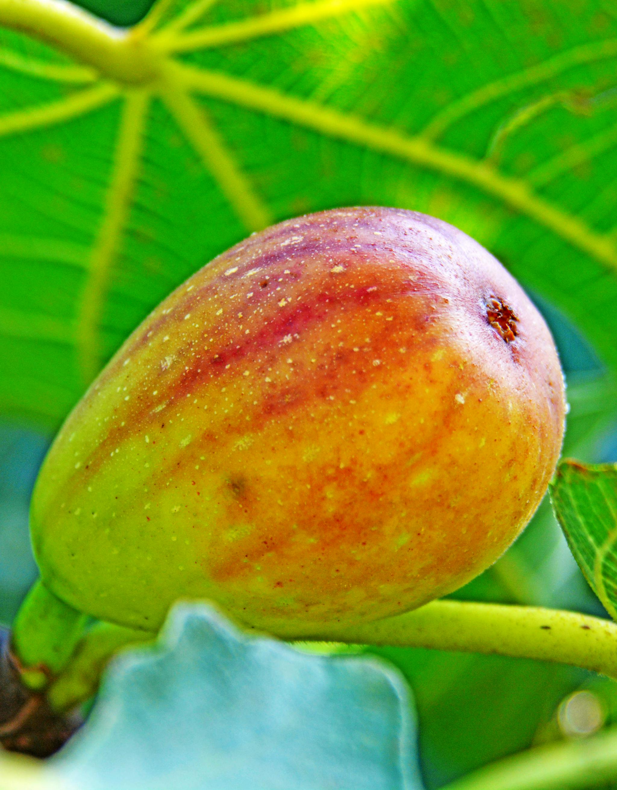 五芝源的无花果食疗的美味水果全面成熟开采江苏无锡斗山