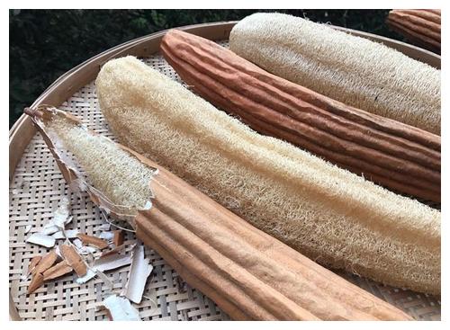 农村的小伙伴,你有用过丝瓜瓤子刷锅的经历吗,连洗洁精都省了