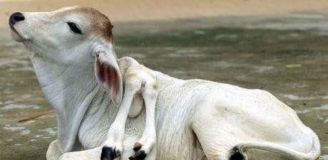 全球罕见的10大"变异动物",连体鳄鱼双头蛇!