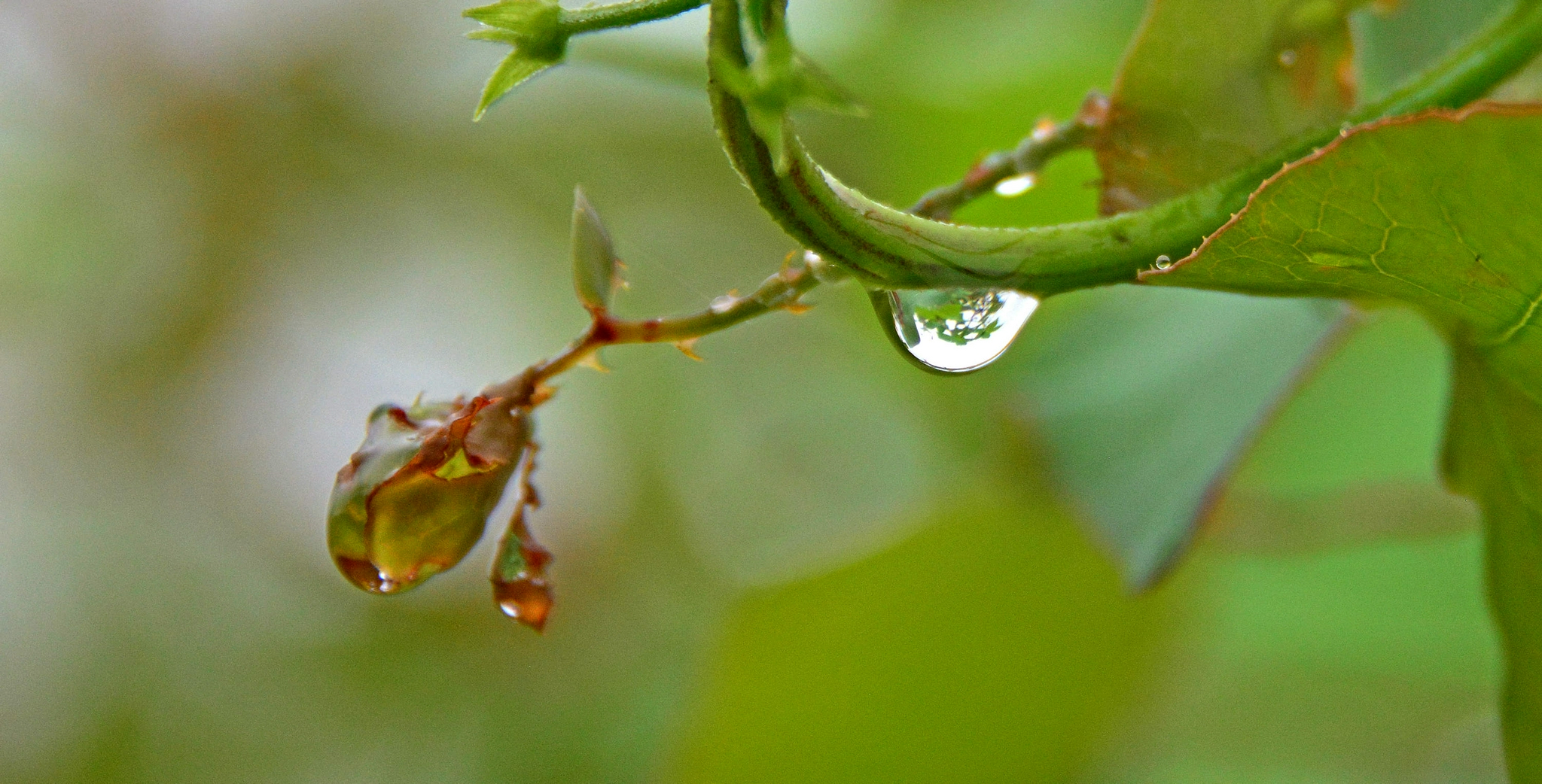 雨后乡村的早晨