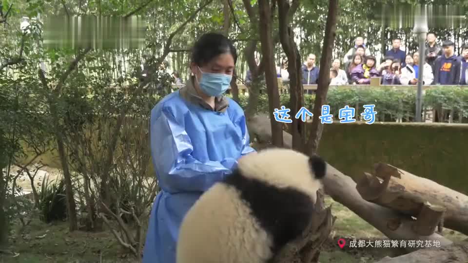 奶妈教你如何认宝哥宝妹,奶妈这认熊的方法,实现不了呀!