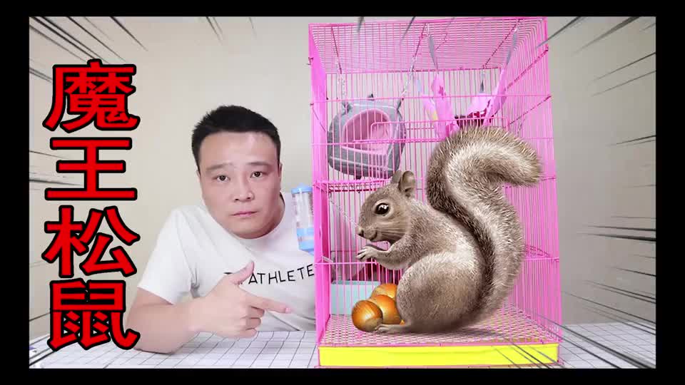 小浪哥开箱幼崽"魔王松鼠"没想到买来了一个吃货,不过也很可爱