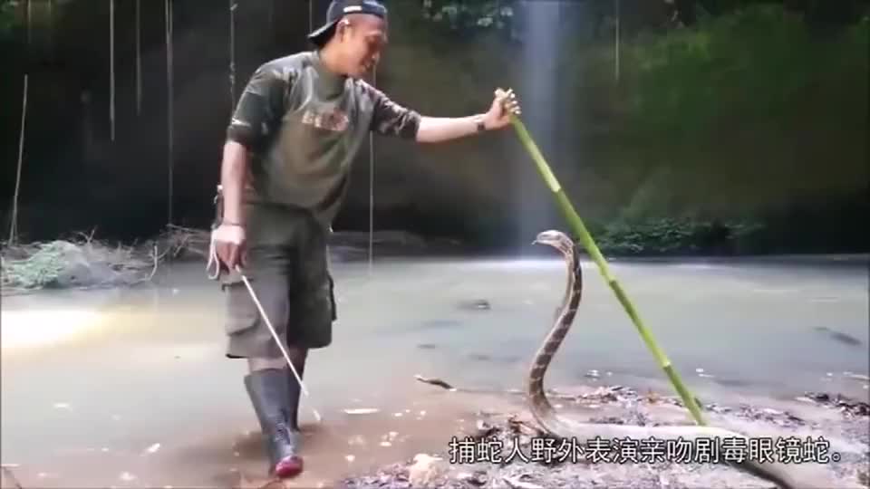 捕蛇人河附近遇到条超大的眼镜王蛇,竟直接亲吻眼镜王蛇