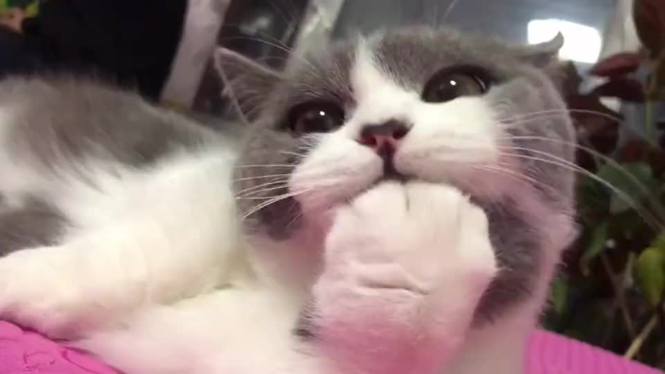 吃手手的猫咪,太可爱了