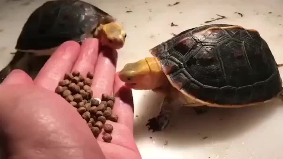 来喂可爱的乌龟吃饭啦