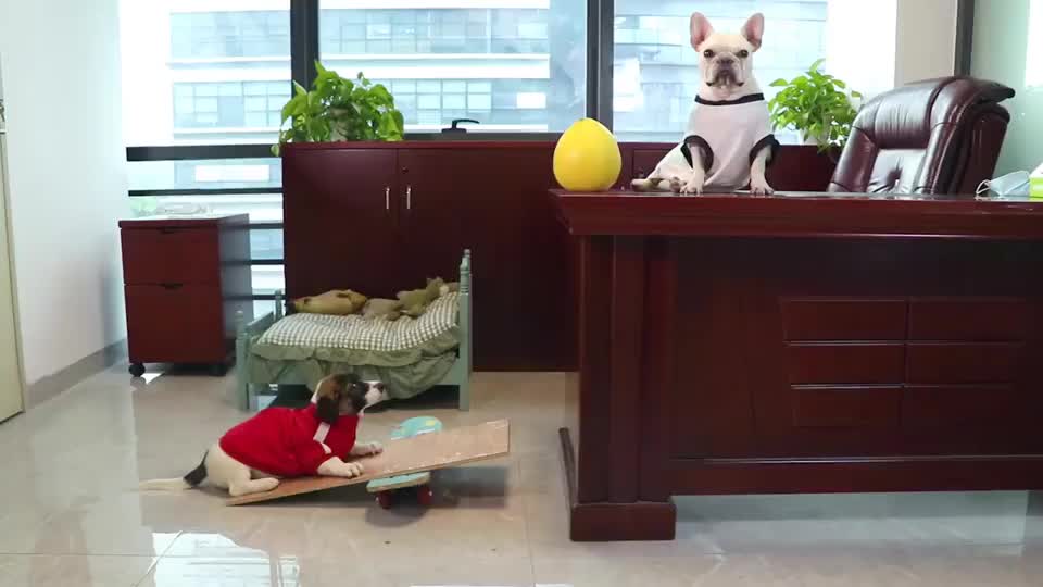 法斗犬：给大家表演一个柚子蹦狗_新浪新闻