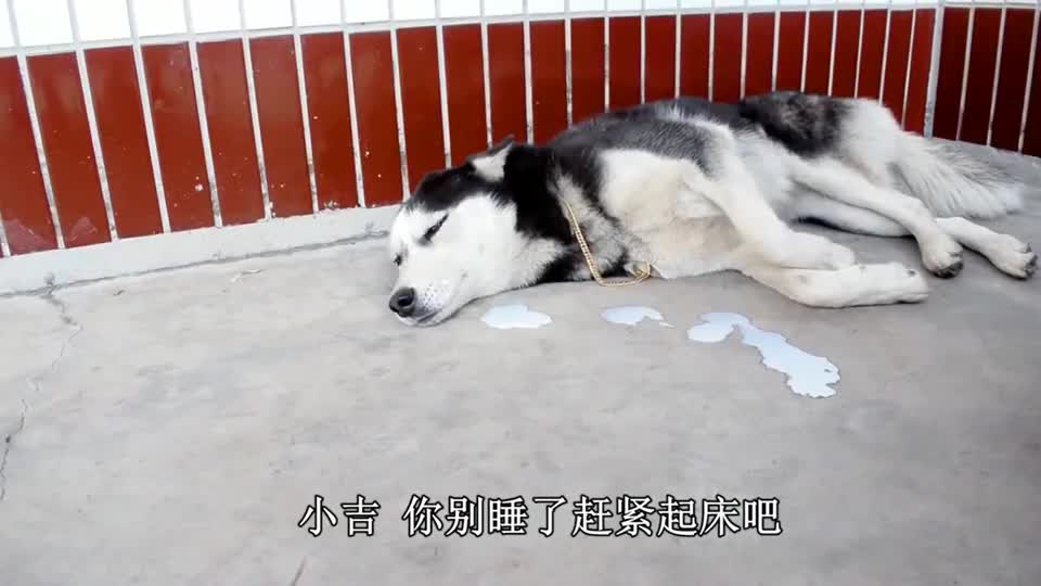 二哈口吐白沫,铲屎官询问后得知,这傻狗误把毒药当饮料喝了!