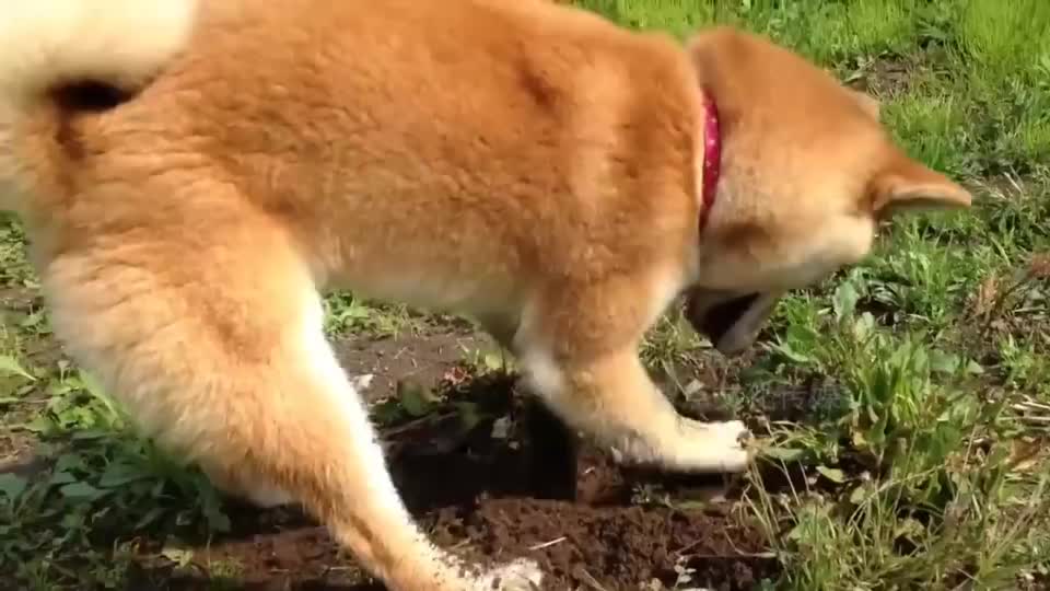 正在刨地的狗狗,主人你看,我在挖地种地瓜呢