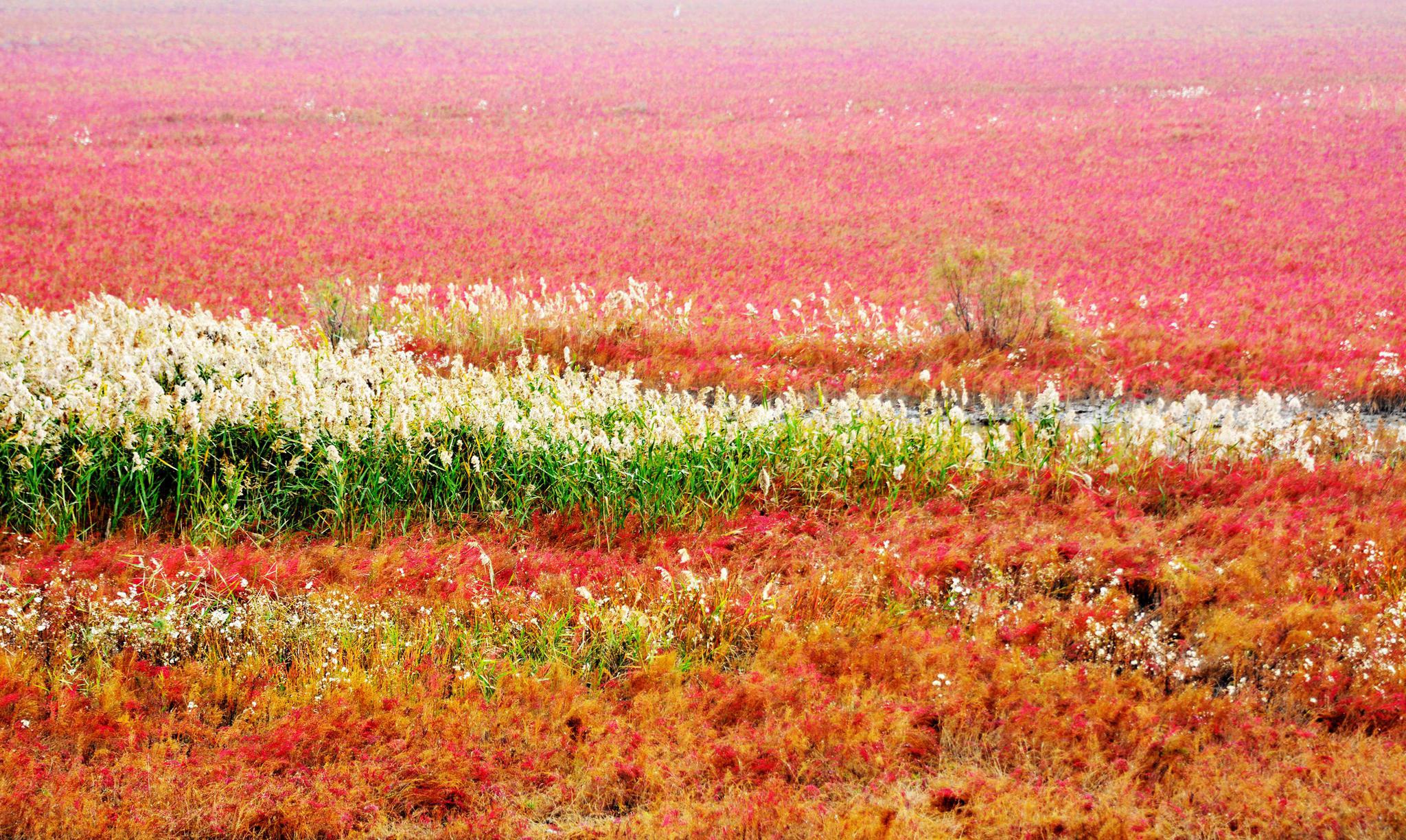 江苏东台“条子泥”,盐蒿草如红地毯铺满海滩,景区秋色迷人。__财经头条