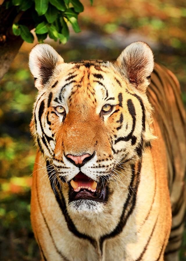 老虎身上花纹非常美丽,眼睛里射出威严的目光,真是又可怕又威风