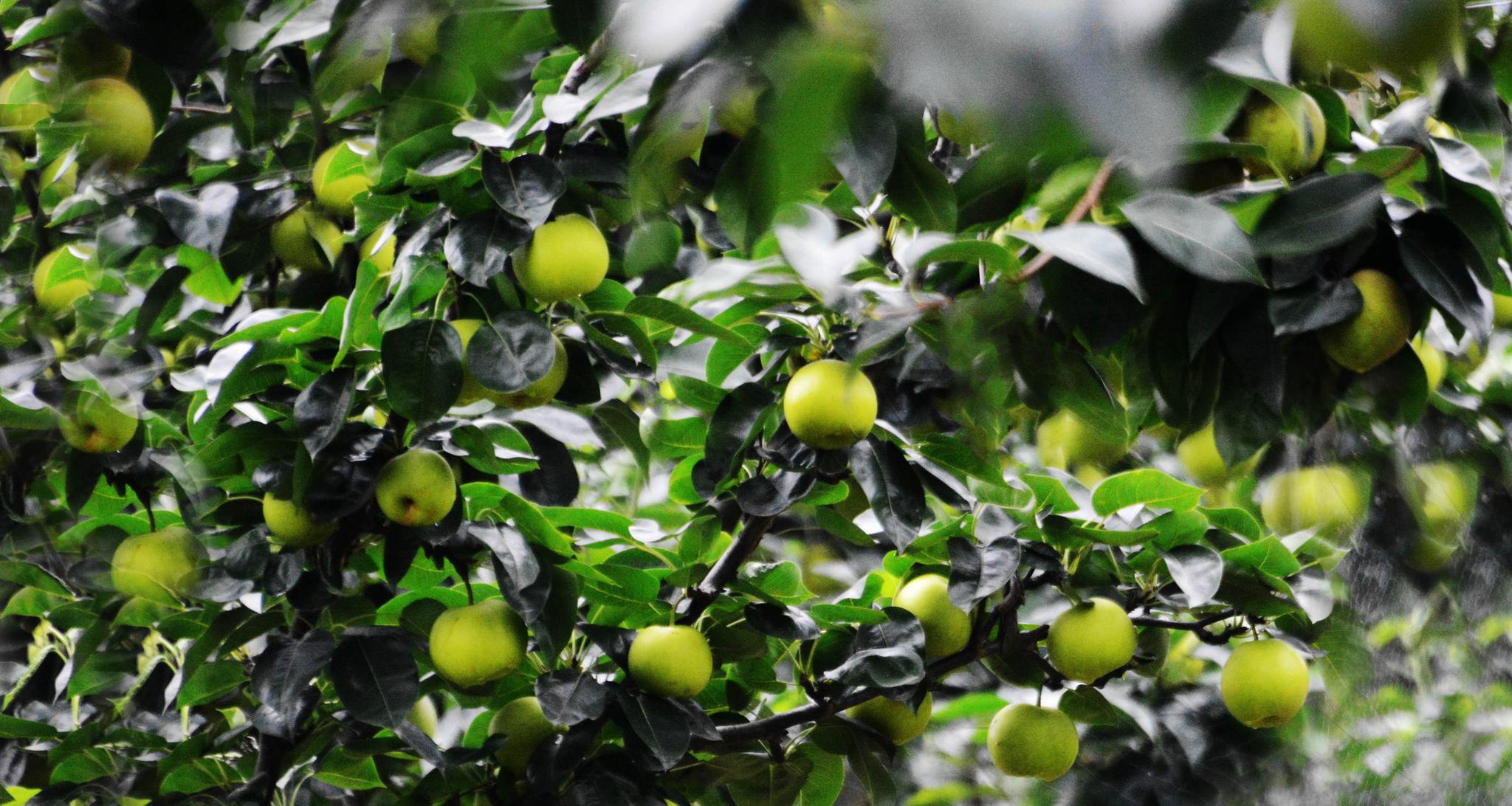 绿自然生态园的苹果梨-翠玉518,无锡夏季梨品种成熟最早的.