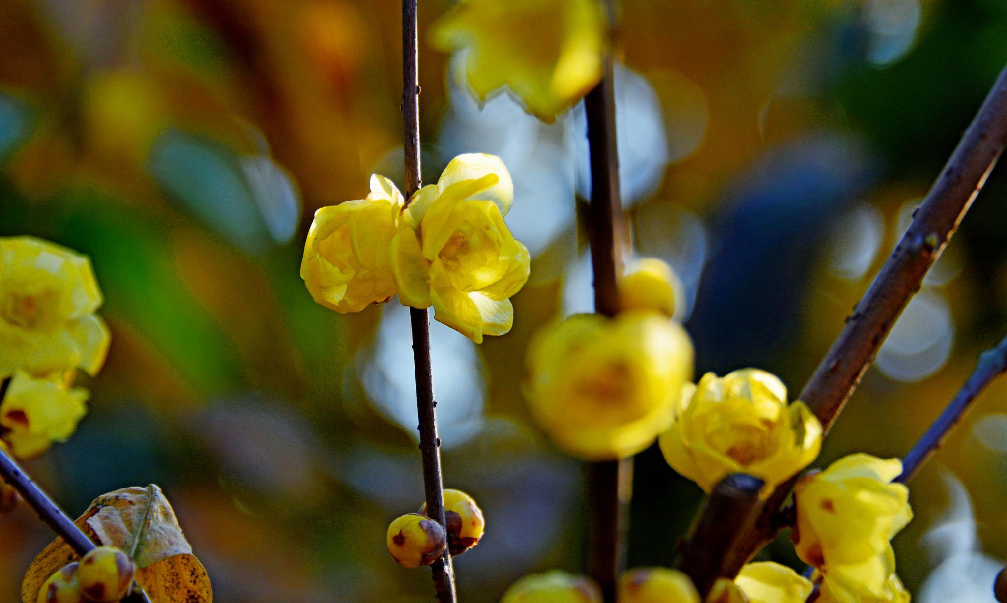 秋去冬已来,小院寒梅开.日前摄于江苏无锡锡山区锡北镇斗山村.