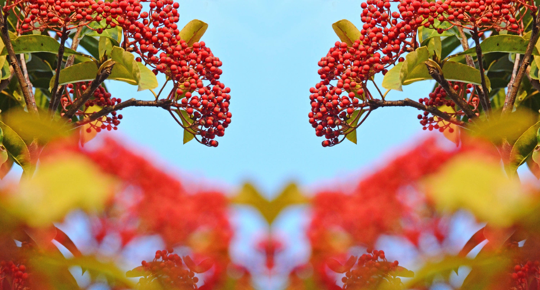 单杆石楠