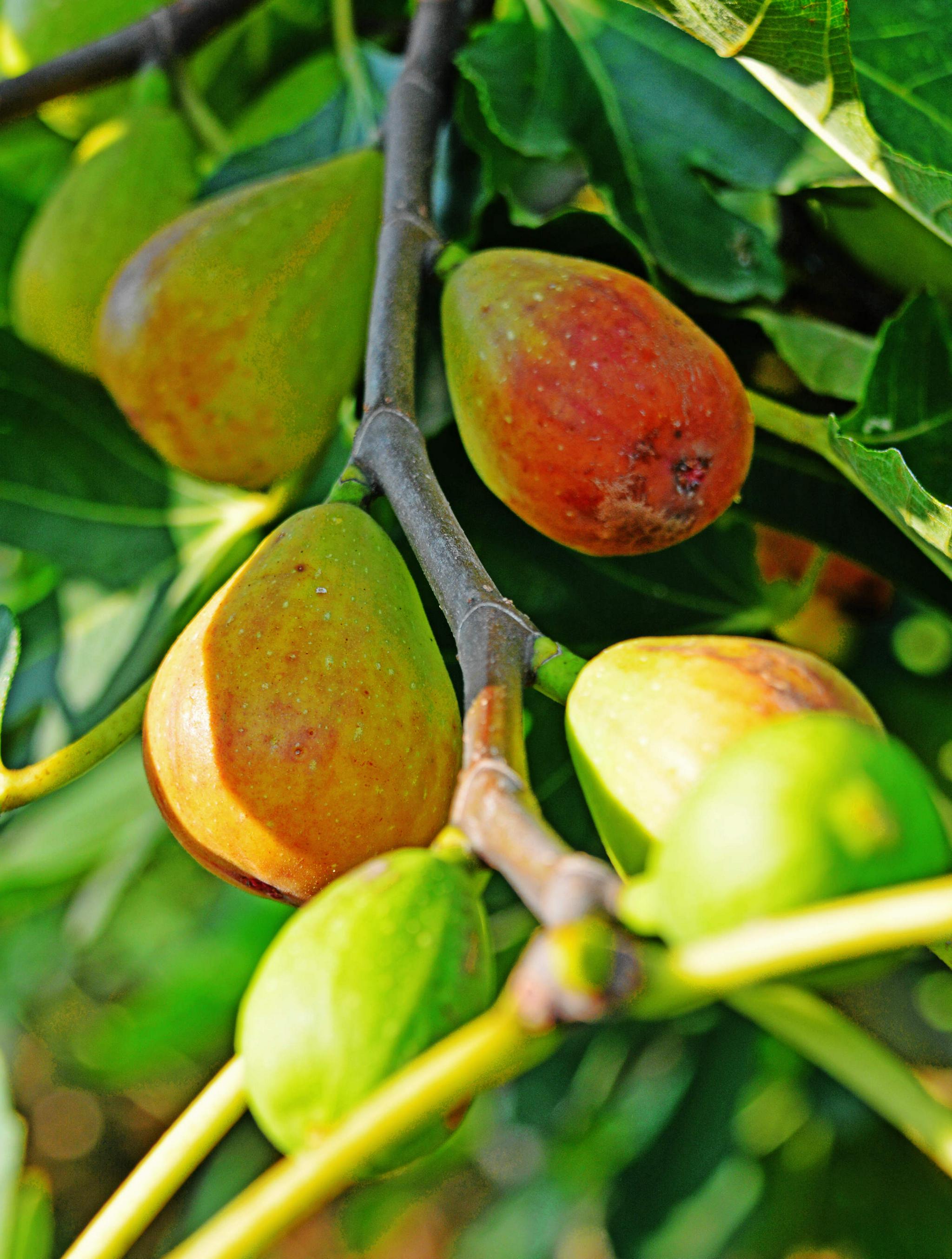 五芝源的无花果食疗的美味水果全面成熟开采江苏无锡斗山