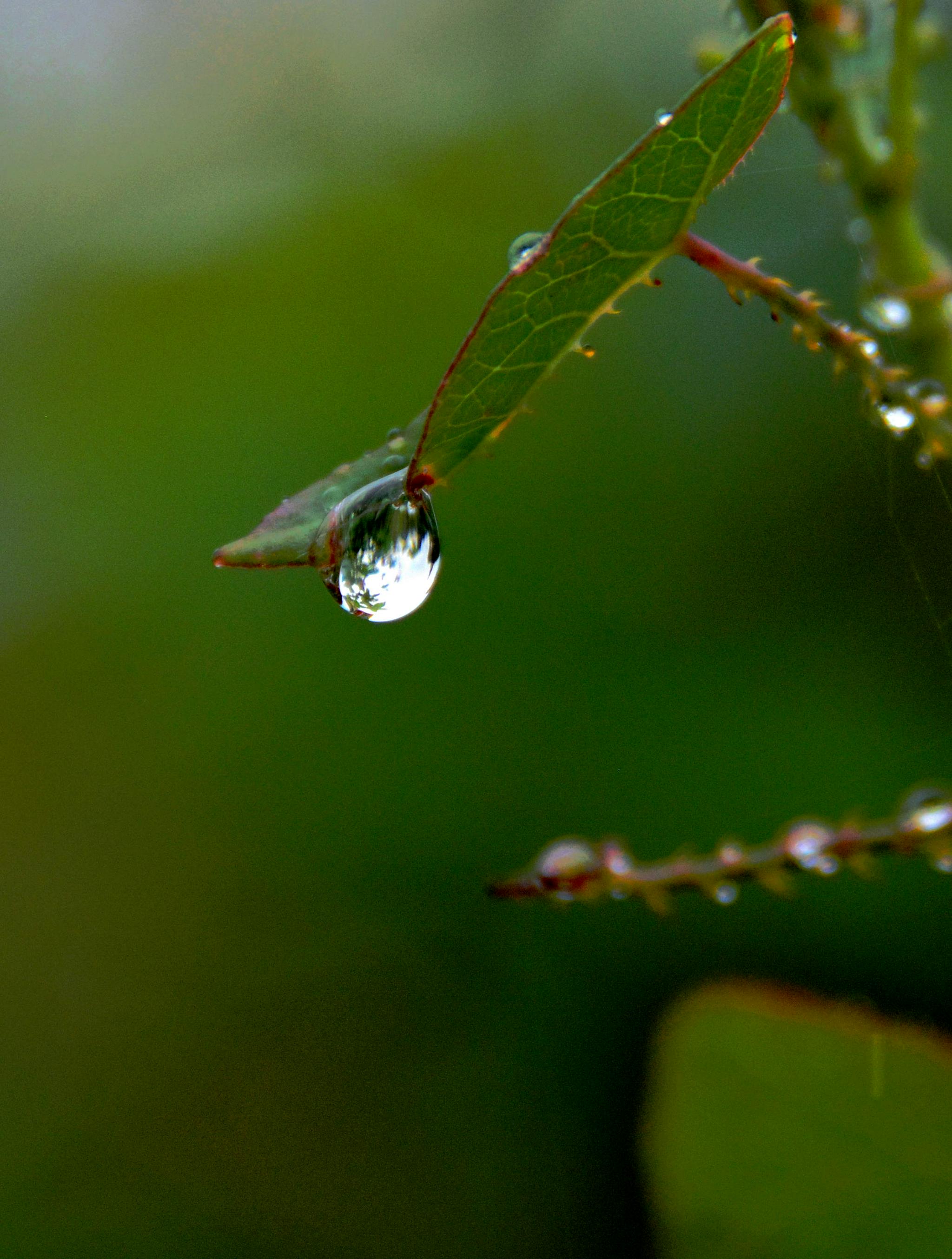 雨后清晨农村图片