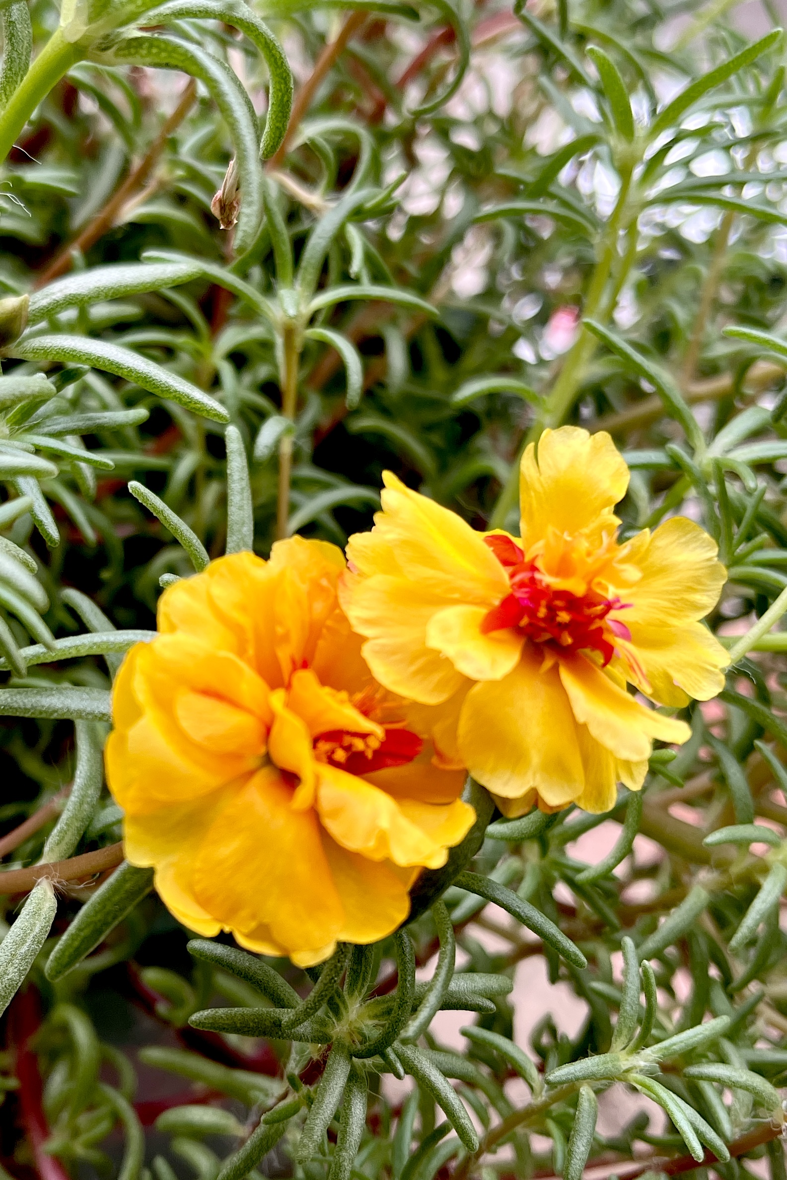 美丽的太阳花(植物学名:松叶牡丹)__财经头条