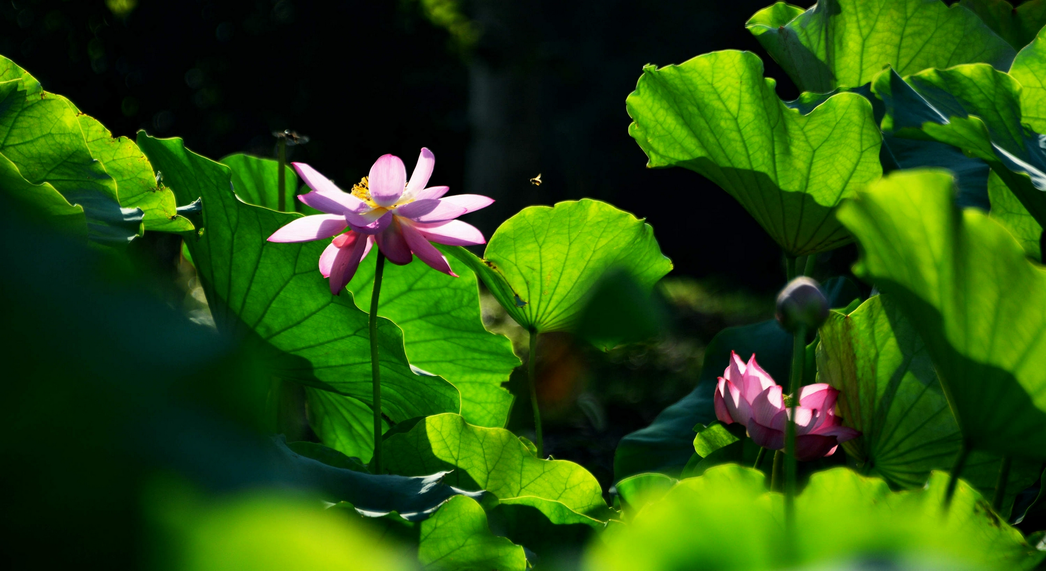 盛夏清晨荷塘美江苏无锡锡山区锡北镇丰泰苑小区荷塘
