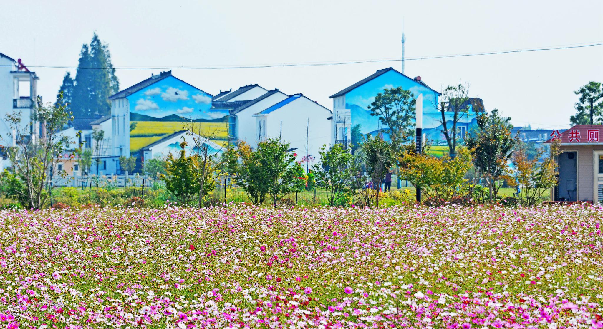 江苏特色田园乡村鹅湖村乡村颜值大提升田园像公园家园成花园