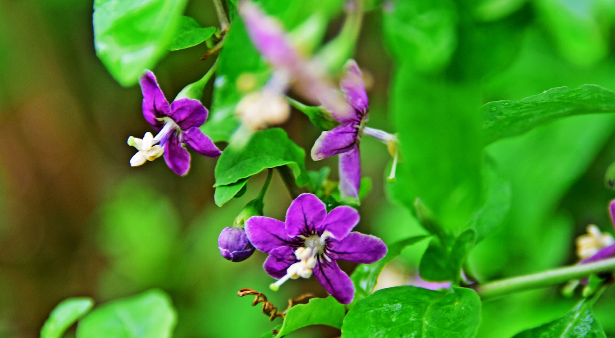 我家枸杞花正艳