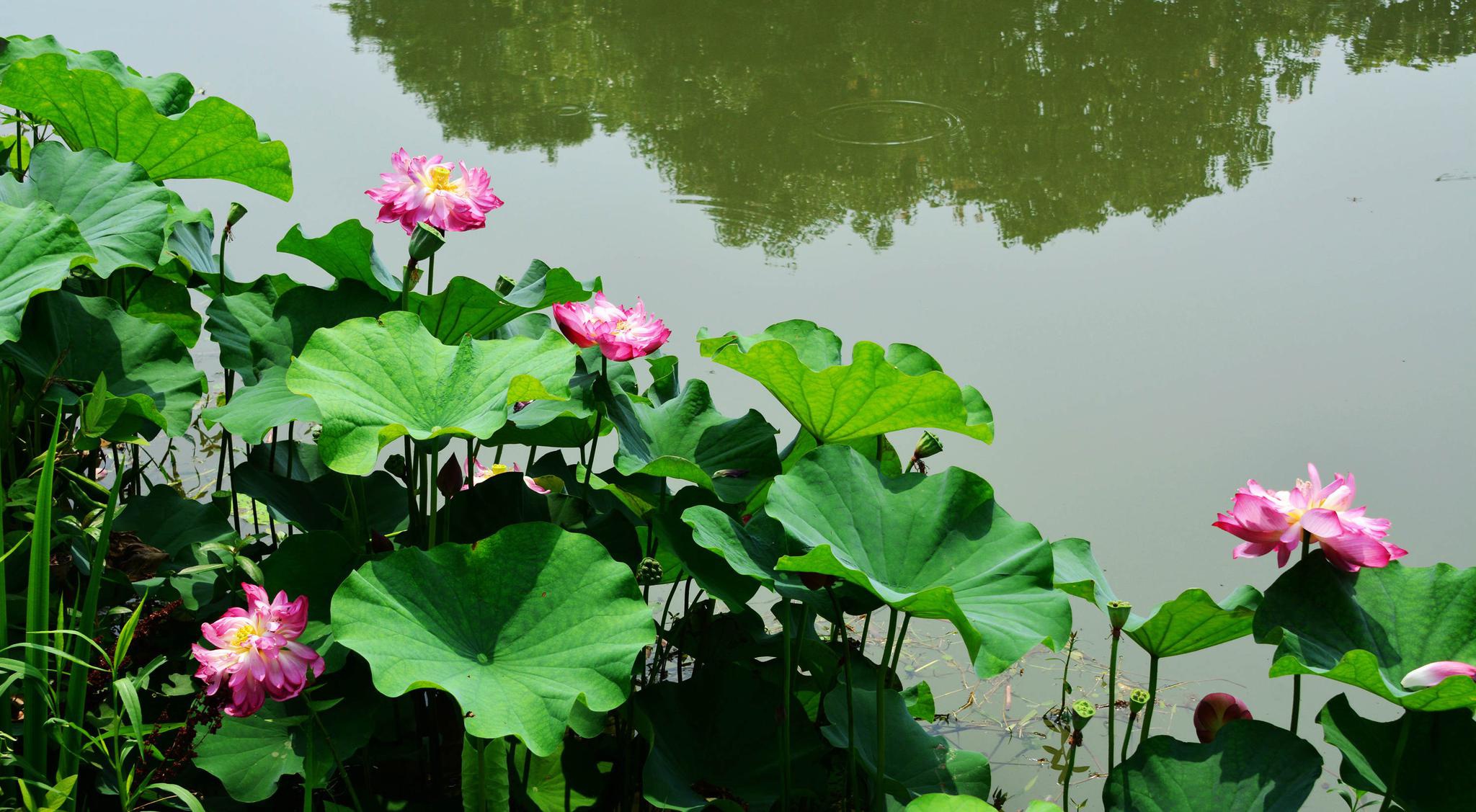 藕花深处水云居