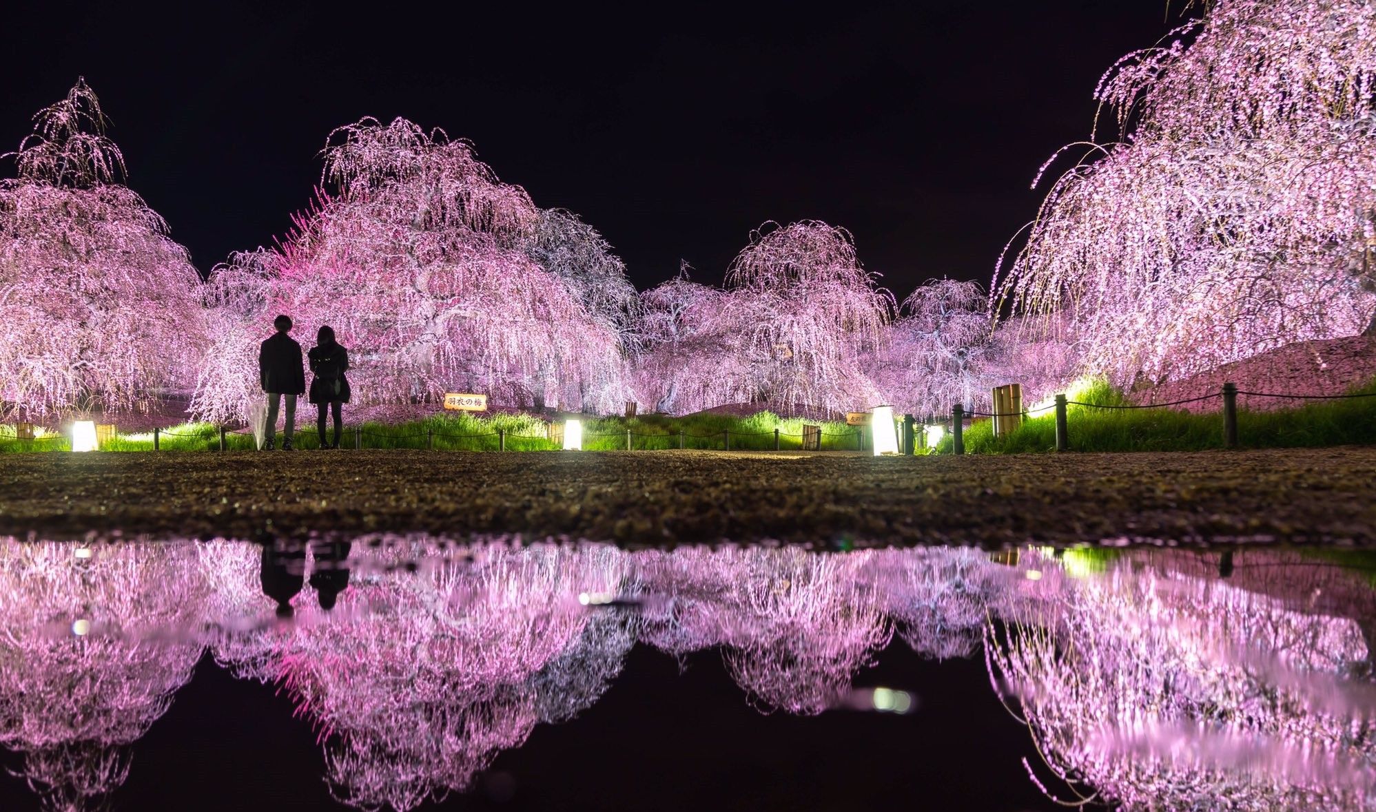 铃鹿森林公园绽放的枝垂梅,夜景更是美上加美_高清图集_新浪网