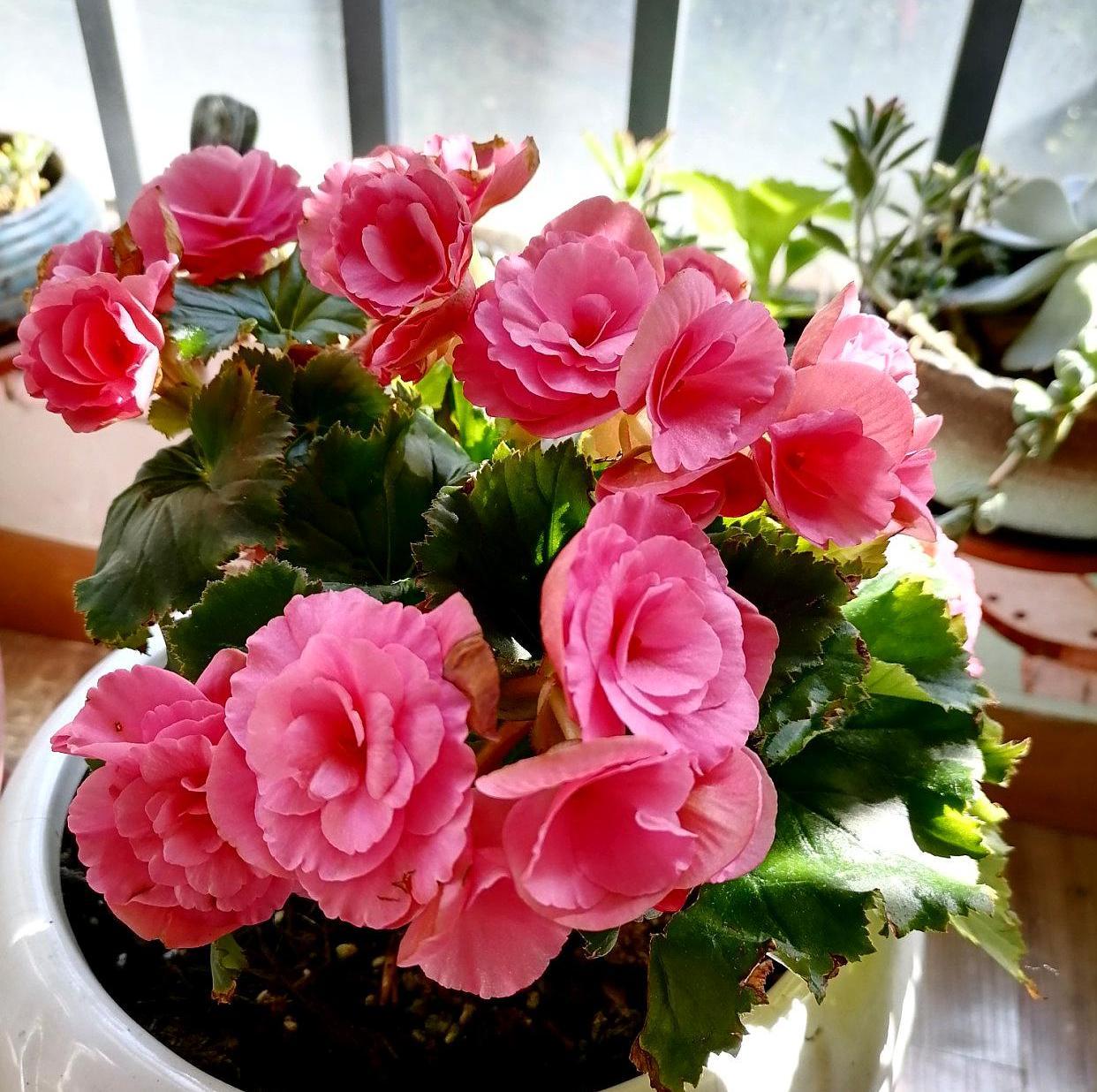 适合新手的几种养花搭配,简单好养,你喜欢吗?_高清图集_新浪网