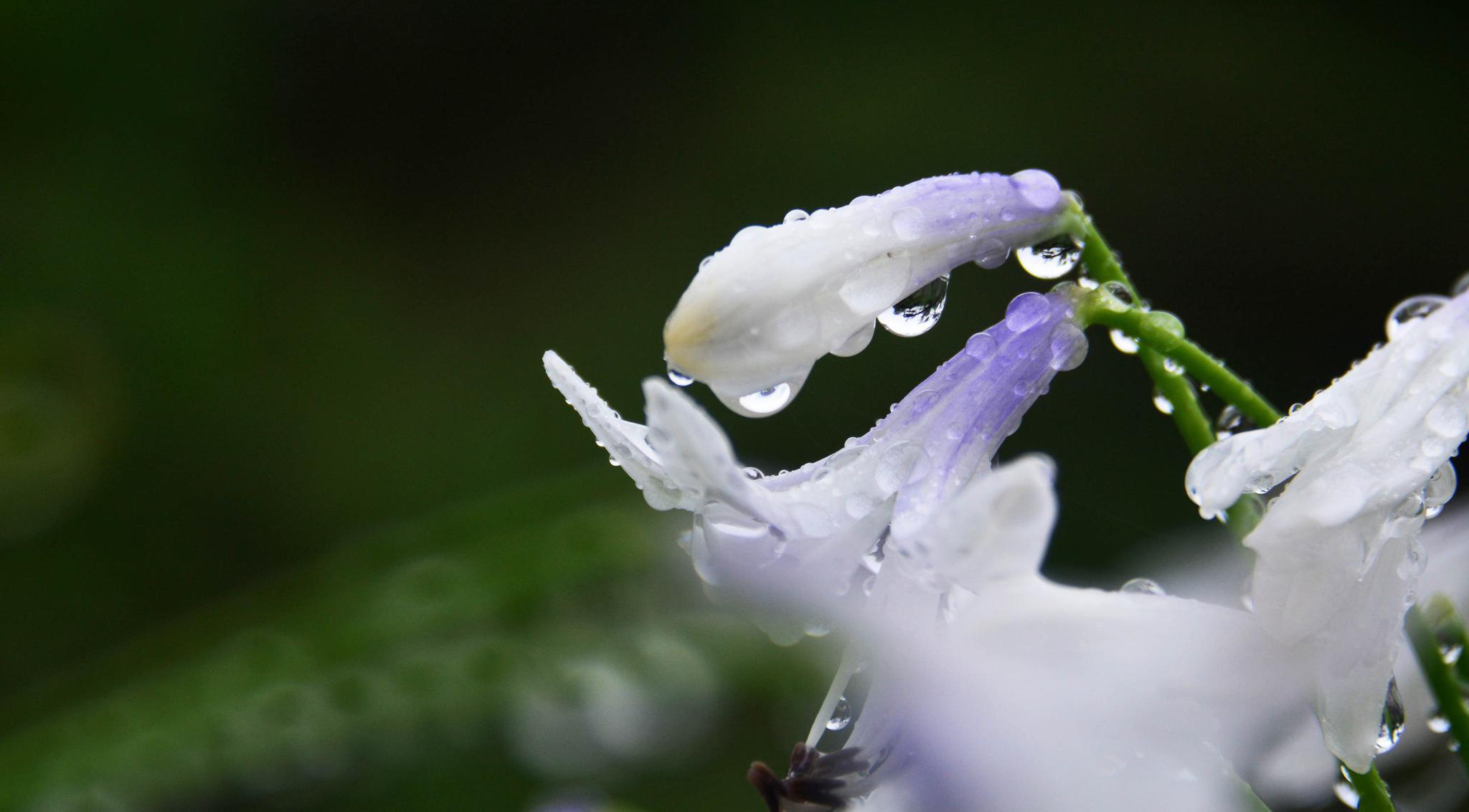 江南雨季黄杨居