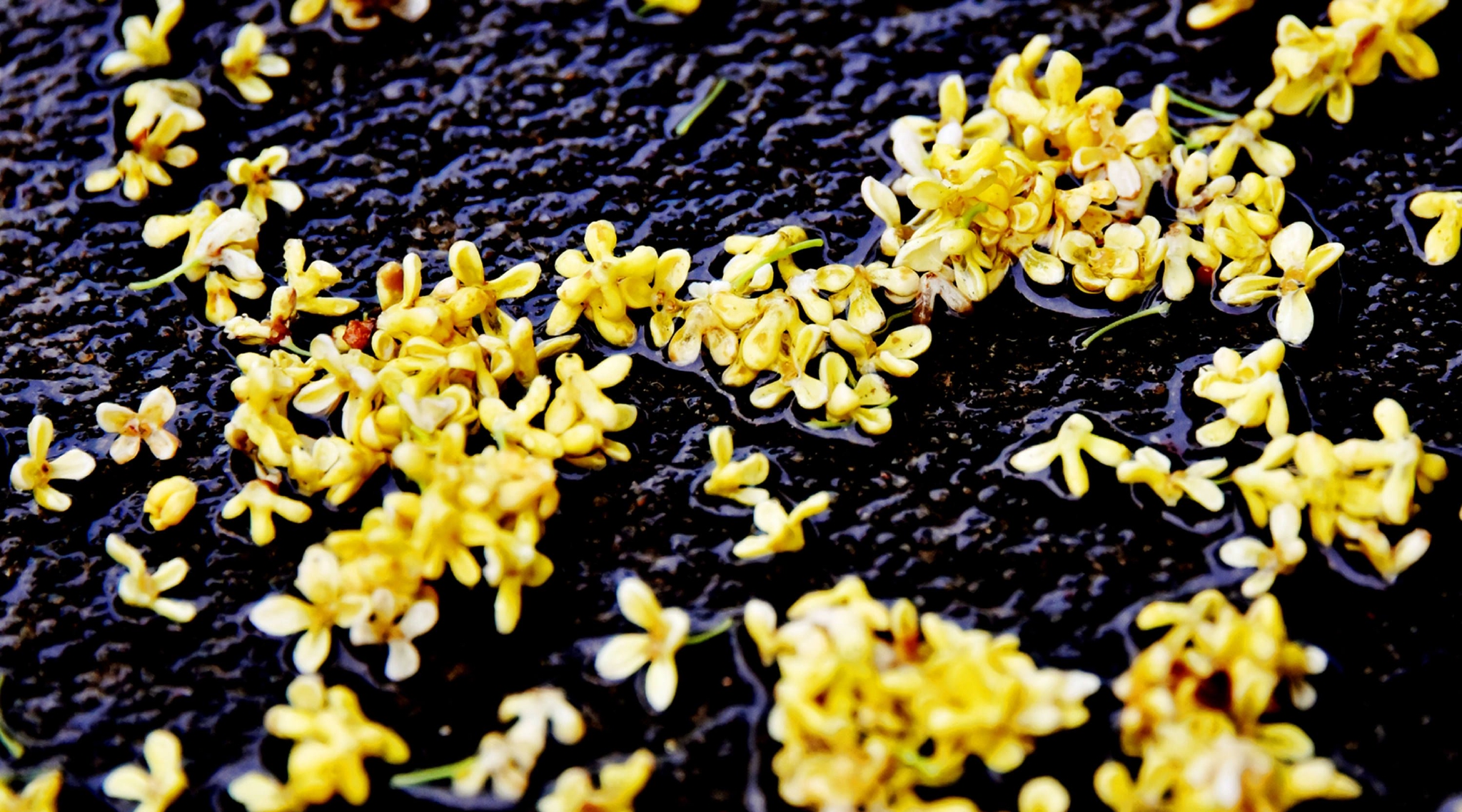 夜雨桂花落满地秋风轻拂香满天