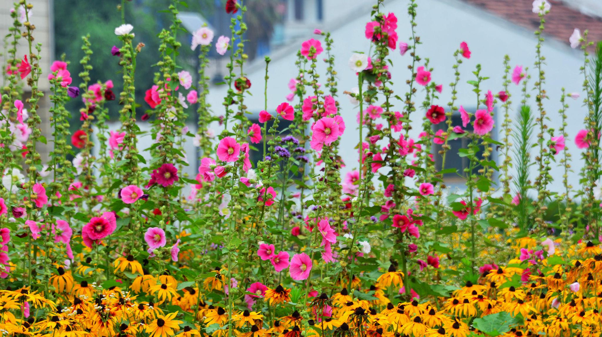 乡村盛开幸福花